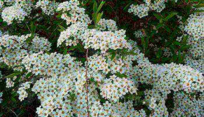 spirea اليابانية للزراعة والرعاية في الحقول المفتوحة في جبال الأورال