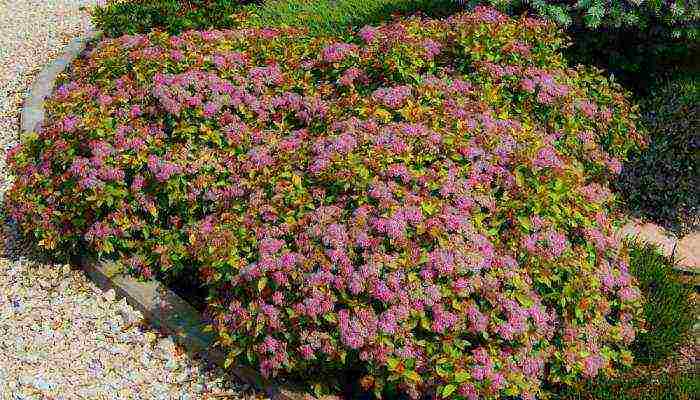 spirea اليابانية للزراعة والرعاية في الحقول المفتوحة في جبال الأورال