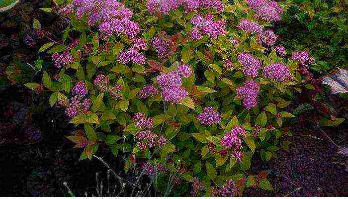 spirea Japanese planting and care in the open field in the Urals