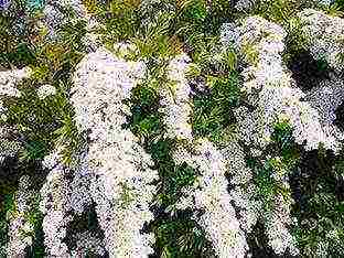 spirea Japanese planting and care in the open field in the Urals