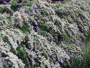 spirea Japanese planting and care in the open field in the Urals