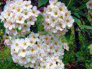 spirea Japanese planting and care in the open field in the Urals