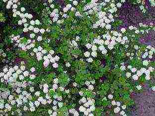 spirea Japanese planting and care in the open field in the Urals