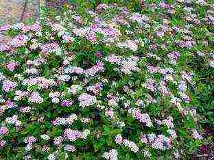 spirea Japanese planting and care in the open field in the Urals