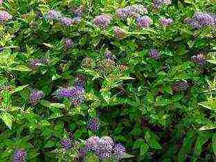 spirea Japanese planting and care in the open field in the Urals