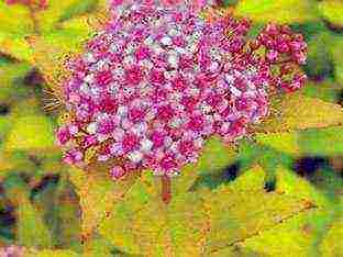 spirea Japanese planting and care in the open field in the Urals