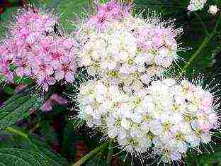 spirea Japanese planting and care in the open field in the Urals