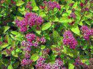 spirea اليابانية للزراعة والرعاية في الحقول المفتوحة في جبال الأورال