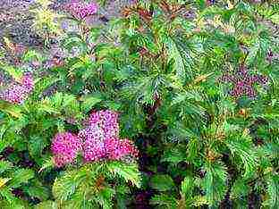 spirea Japanese planting and care in the open field in the Urals