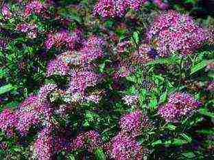 spirea Japanese planting and care in the open field in the Urals