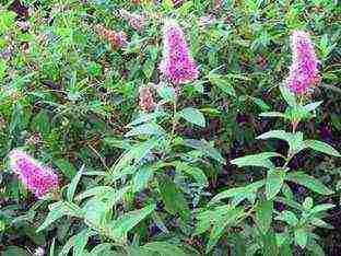 spirea اليابانية للزراعة والرعاية في الحقول المفتوحة في جبال الأورال