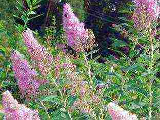 spirea Japanese planting and care in the open field in the Urals