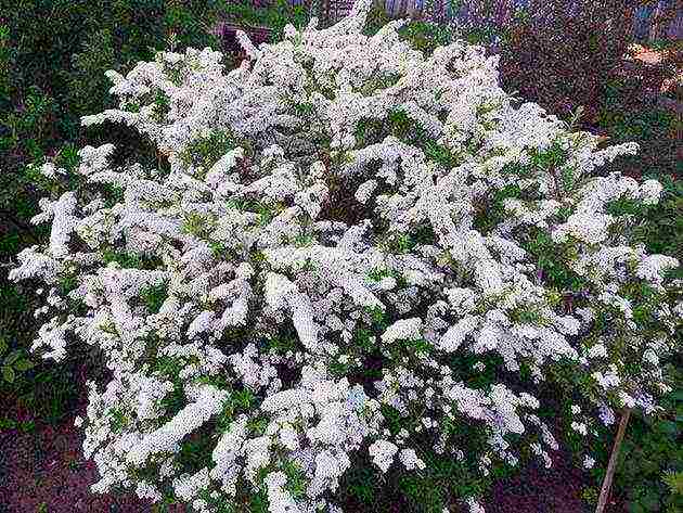 spirea Japanese planting and care in the open field in the Urals