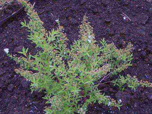 spirea Japanese planting and care in the open field in the Urals