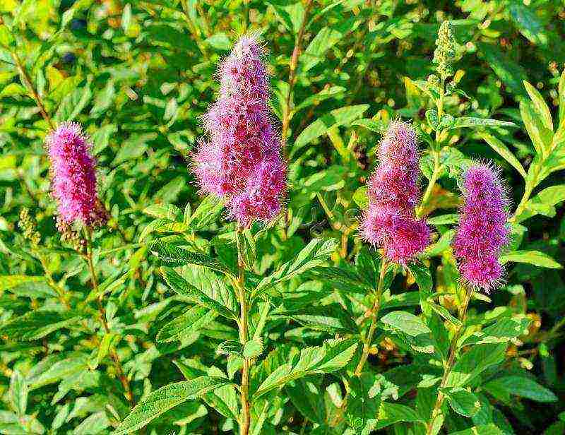 spirea اليابانية للزراعة والرعاية في الحقول المفتوحة في جبال الأورال