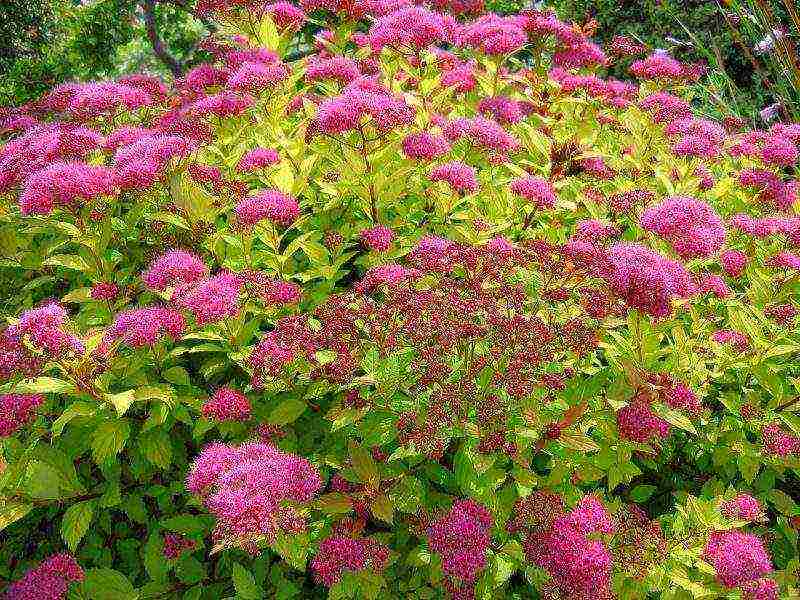 spirea اليابانية للزراعة والرعاية في الحقول المفتوحة في جبال الأورال