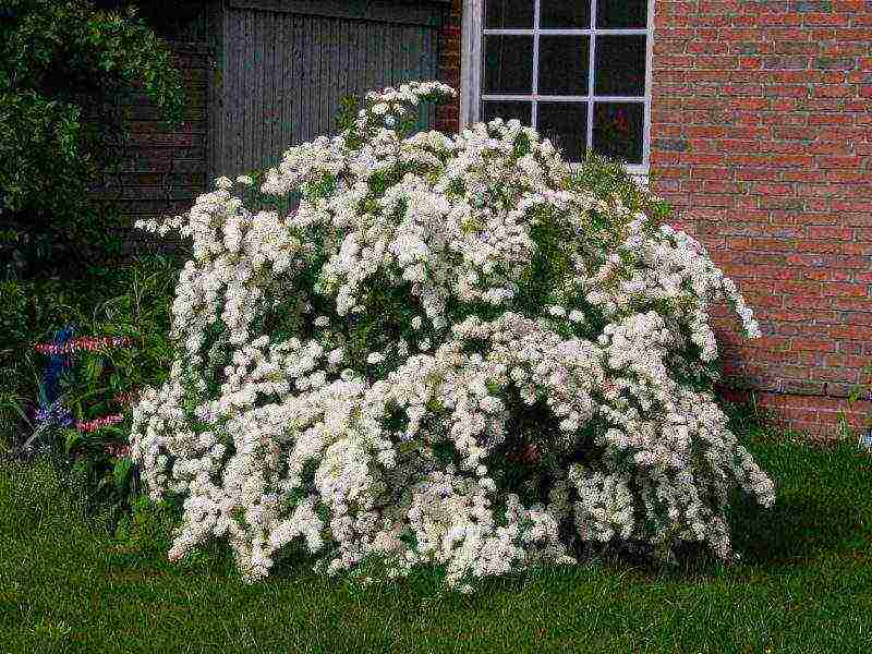 spirea اليابانية للزراعة والرعاية في الحقول المفتوحة في جبال الأورال