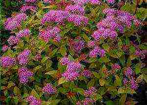 spirea Japanese planting and care in the open field in the Urals