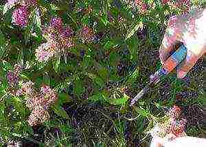 spirea Japanese planting and care in the open field in the Urals