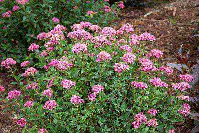 spirea اليابانية للزراعة والرعاية في الحقول المفتوحة في جبال الأورال