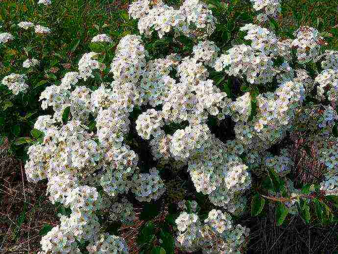 spirea اليابانية للزراعة والرعاية في الحقول المفتوحة في جبال الأورال