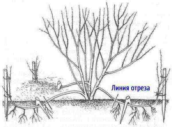 spirea اليابانية للزراعة والرعاية في الحقول المفتوحة في جبال الأورال