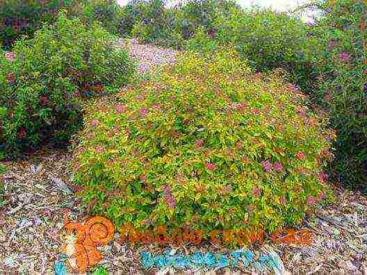 spirea Japanese planting and care in the open field in the Urals