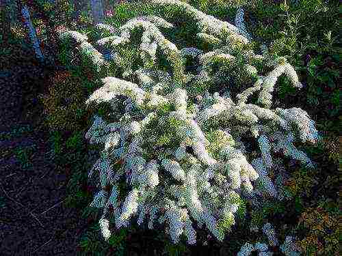 spirea Japanese planting and care in the open field in the Urals