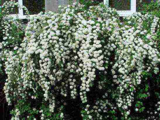 spirea اليابانية للزراعة والرعاية في الحقول المفتوحة في جبال الأورال