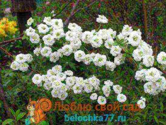 spirea Japanese planting and care in the open field in the Urals