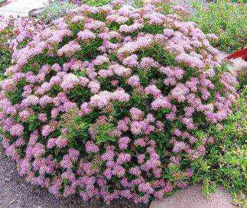 spirea اليابانية للزراعة والرعاية في الحقول المفتوحة في جبال الأورال