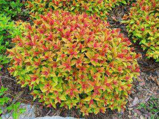 spirea Japanese planting and care in the open field in the Urals