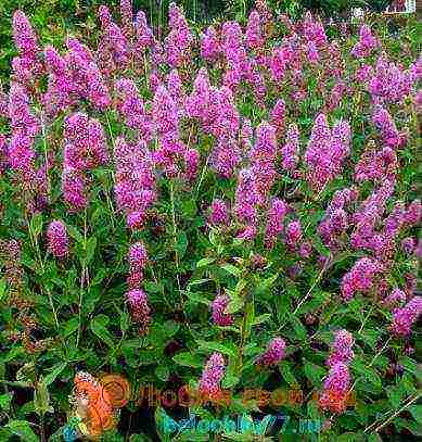 spirea Japanese planting and care in the open field in the Urals