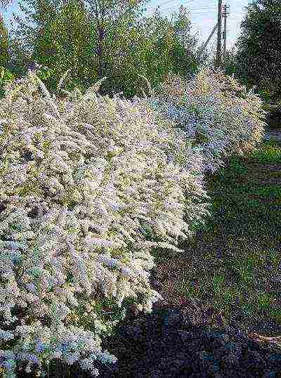 spirea Japanese planting and care in the open field in the Urals