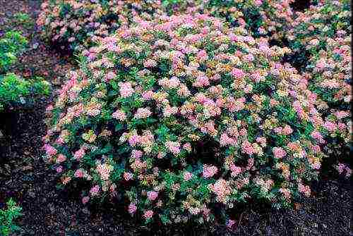 spirea Japanese planting and care in the open field in the fall