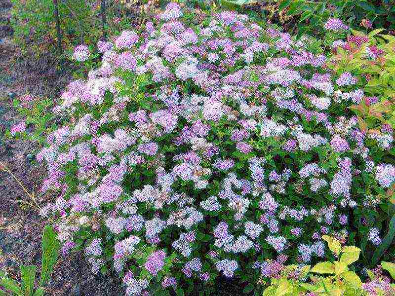 spirea japanese planting and care in the open field in siberia