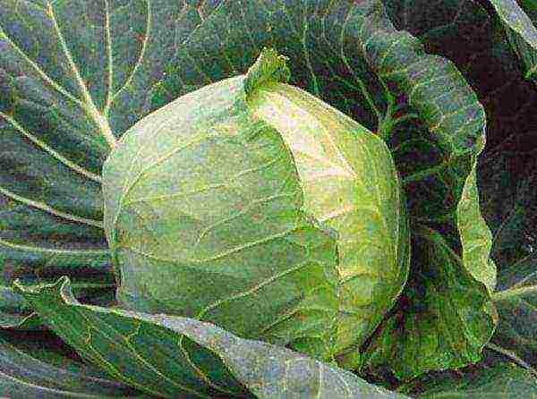 medium cabbage best varieties