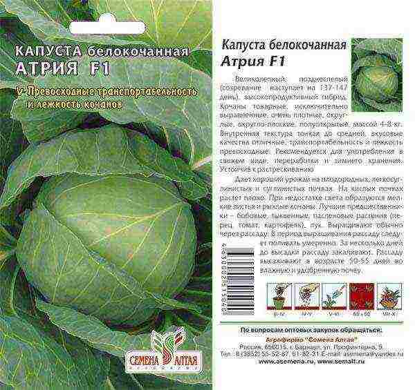 medium cabbage best varieties