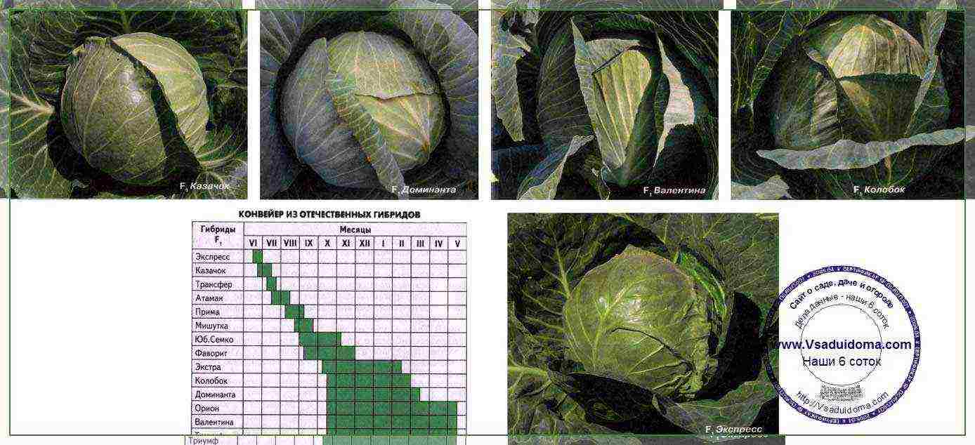 medium cabbage best varieties