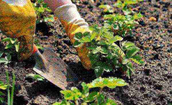 the timing of the autumn planting of strawberries in the Urals in the open field
