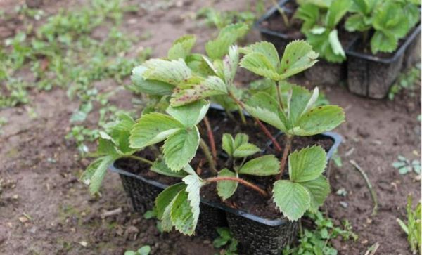 the timing of the autumn planting of strawberries in the Urals in the open field