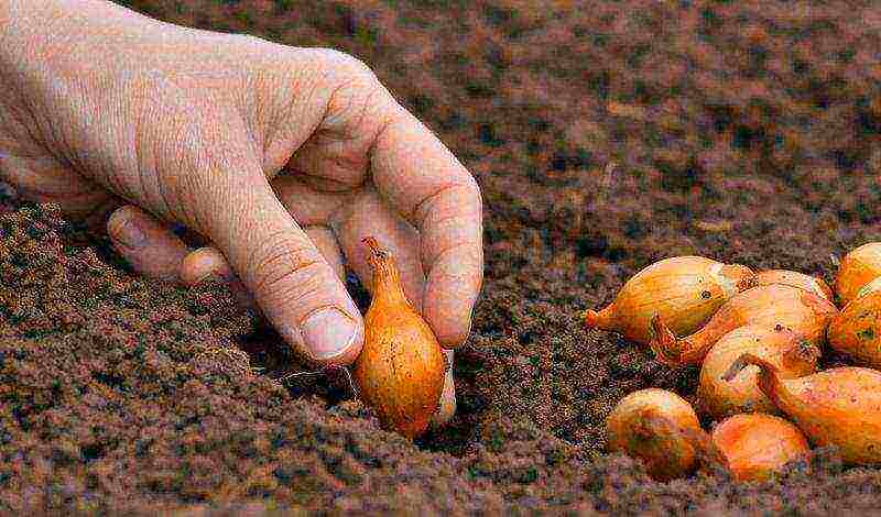 onion planting dates in the Urals in open ground