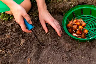 onion planting dates in the Urals in open ground