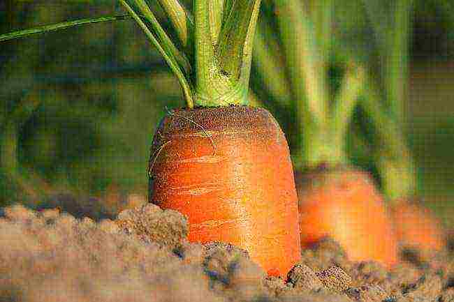 the timing of planting carrots in open ground with seeds in the fall