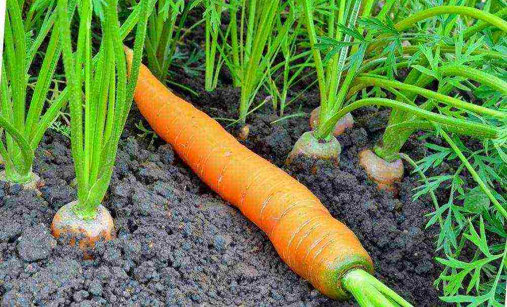 the timing of planting carrots in open ground with seeds in the fall