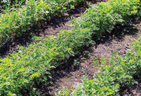 the timing of planting carrots in open ground with seeds in the fall