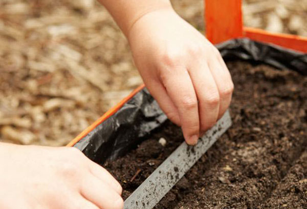 the timing of planting carrots in open ground with seeds in the fall