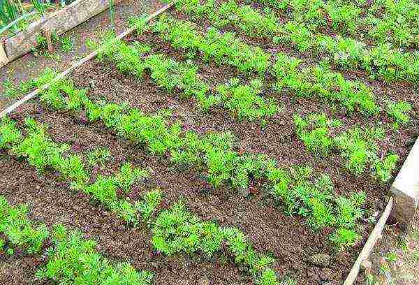 the timing of planting carrots in open ground with seeds in the fall