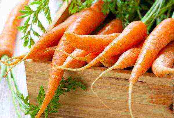 the timing of planting carrots in open ground with seeds in the fall