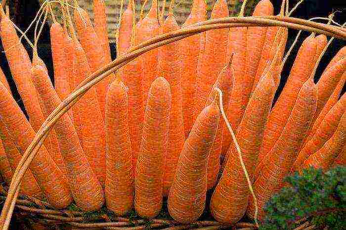 the timing of planting carrots in open ground with seeds in the fall